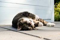 Free cute cat lyin down image, public domain CC0 photo.