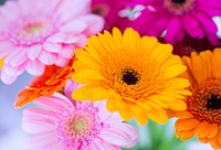 Free colorful daisies image, public domain flower CC0 photo.