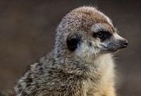 Free meerkat image, public domain animal CC0 photo.