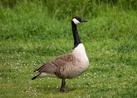 Free goose in green field portrait photo, public domain animal cc0 image.