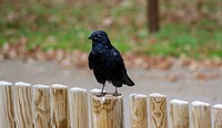 Zombie eyed crow on fence