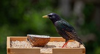 Free starling bird on feed table portrait photo, public domain animal cc0 image.