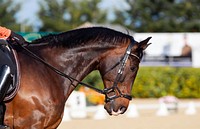 Free closeup image of brown horse, public domain animal CC0 photo.