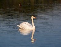 swan reflected in water in the early morning light