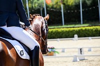 Free chestnut horse and rider showjumping photo, public domain animal CC0 image.