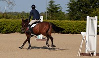 Free chestnut horse and rider showjumping photo, public domain animal CC0 image.