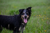 Free Collie image, public domain pet CC0 photo.