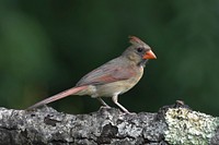 Free northern cardinal perched on log portrait photo, public domain animal cc0 image.