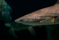 Free shark image, public domain animal CC0 photo.
