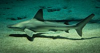 Free shark image, public domain animal CC0 photo.