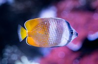 Free exotic fish image, public domain animal CC0 photo.