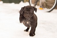 Free Bulldog puppy image, public domain pet CC0 photo.