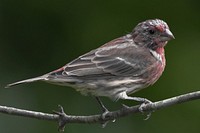 Juvenile male House Finch