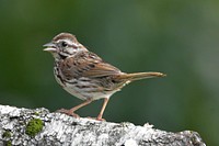 Free female song sparrow in winter portrait photo, public domain animal CC0 image.
