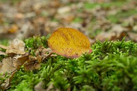 Left leaf