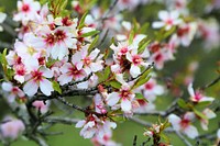 Free pink cherry blossom image, public domain flower CC0 photo.