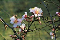 Free white flower background image, public domain spring CC0 photo.