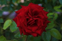 rose 14