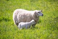 Free sheep family image, public domain animal CC0 photo.