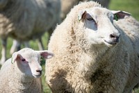 Free sheep family image, public domain animal CC0 photo.