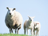 Free sheep family image, public domain animal CC0 photo.