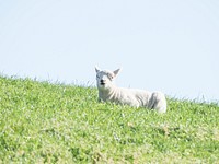 Lamb in the grass