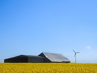 Free rapeseed fields image, public domain flower CC0 image.