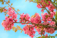 Free pink cherry blossom image, public domain flower CC0 photo.