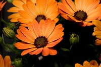 Free orange daisy background image, public domain flower CC0 photo.