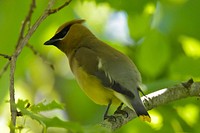 Cedar Waxwing perched on a branch.