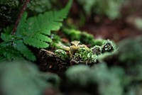 Free green frog image, public domain animal CC0 photo.