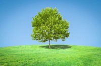 Free big green tree in the middle image, public domain nature CC0 photo.