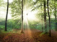 Free sunlight in forest image, public domain nature CC0 photo.