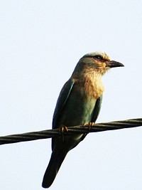 Indian roller