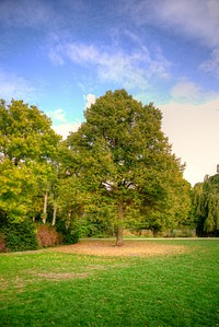 Free large lush trees land image, public domain landscape CC0 photo.