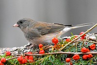 Free bird perching on berry branch image, public domain fruit CC0 photo.