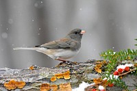 Free snow bird in winter background photo, public domain animal CC0 image.