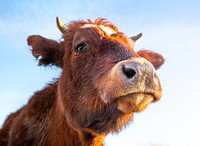 Free close up cow image, public domain animal CC0 photo.