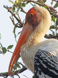 Free painted stork head close up portrait photo, public domain animal CC0 image.