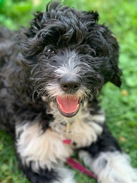 Free cute Poodle image, public domain dog CC0 photo.