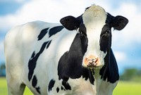 Free spotted cow image, public domain animal CC0 photo.
