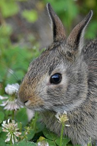 Free cute bunny background image, public domain CC0 photo.