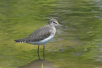 Solitary Sandpiper wading in a stream