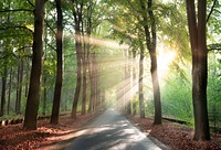 Free sun flare in forest photo, public domain nature CC0 image.