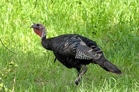 Wild Turkey.