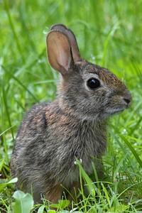 Free wild rabbit image, public domain animal CC0 photo.