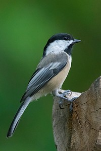 Free chickadee on a log, black capped bird portrait photo, public domain animal CC0 image.