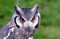 Free southern white faced owl close up portrait photo, public domain animal cc0 image.