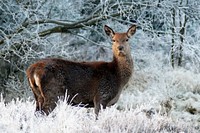 Free deer in the forest photo, public domain animal CC0 image.