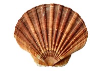 Clam